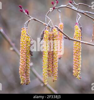 Les longues chatons mâles d'un arbre lisse d'aulne ou d'un arbuste (Alnus serrulata) au début du printemps. Raleigh, Caroline du Nord. Banque D'Images