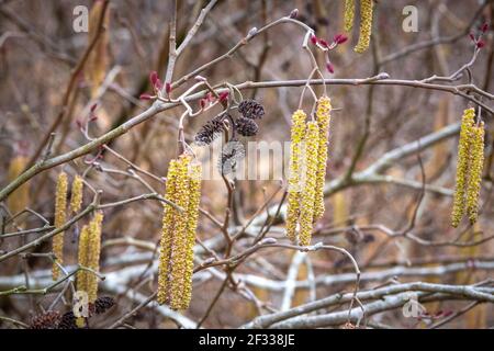 Les longues chatons mâles et les femelles de l'année dernière ou les cônes d'un arbre lisse d'aulne ou d'un arbuste (Alnus serrulata) au début du printemps. Raleigh, North Caroli Banque D'Images