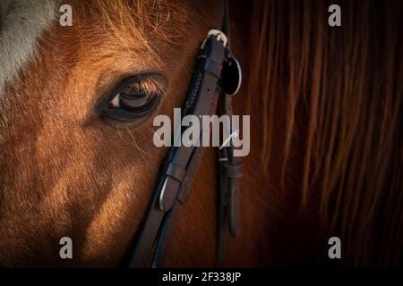 Gros plan sur la tête d'un cheval, avec l'accent sur son calme et confiante oeil. Banque D'Images