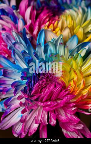 un gros plan d'une fleur colorée. Banque D'Images