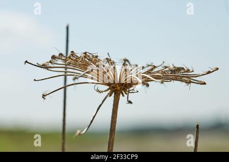 Fleurs séchées contre le ciel bleu en haute résolution Banque D'Images