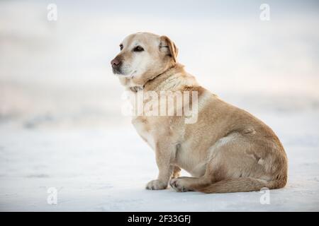 Le vieux chien abandonné est assis sur la neige blanche en attendant le retour de son propriétaire. Banque D'Images