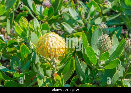 Fleur jaune Leucospermum au Cap, Cap occidental de l'Afrique du Sud Banque D'Images