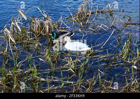 Canard colvert blanc, River Cray, Foots Cray Meadows, Sidcup, Kent. ROYAUME-UNI Banque D'Images