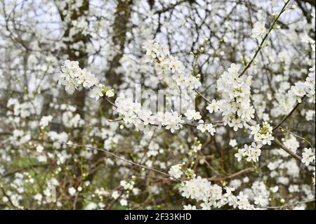 White Blossom (genre Prunus), Sidcup, Kent. ROYAUME-UNI