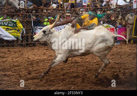 Jallikattu un sport de taing de taureau de Tamilnadu Banque D'Images