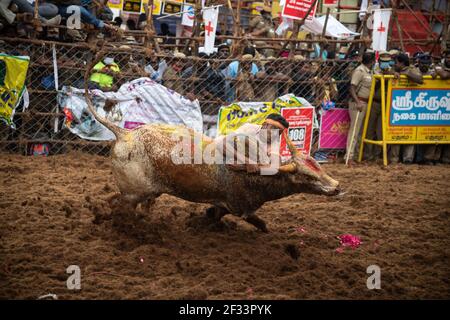 Jallikattu un sport de taing de taureau de Tamilnadu Banque D'Images