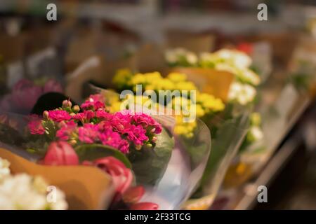 Vente de fleurs de kalanchoe sur le comptoir en emballage plastique. Fleurs d'intérieur colorées avec une mise au point sélective. Le concept d'un fleuriste, jardin de printemps Banque D'Images