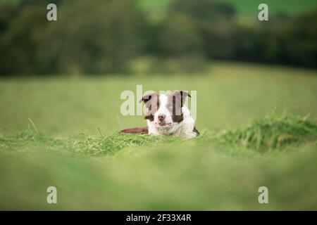 Chien de berger Border collie dans les champs d'herbe verte des prairies Banque D'Images