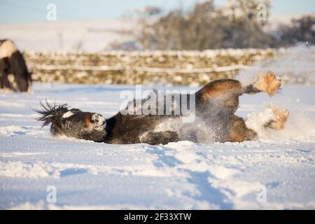 gypsy vanner cob cheval poney poneys galopant et jouant dans la neige Banque D'Images