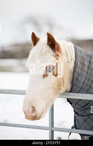 gypsy vanner cob cheval poney poneys galopant et jouant dans la neige Banque D'Images