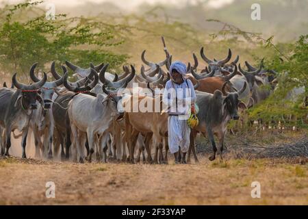 Le vieux Cowherd est un troupeau de vaches sur une route de boue, Gujarat, Inde Banque D'Images