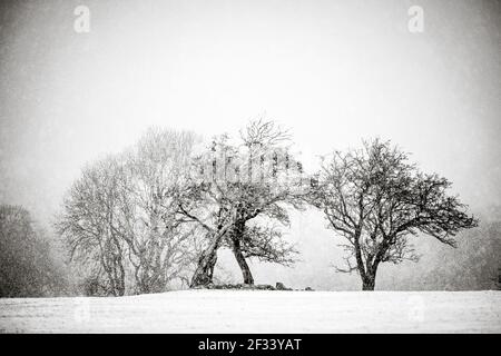 arbres noirs et blancs en hiver scène neige tombant bien art Banque D'Images