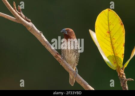 Une munia à breasted squameuse ou une munia tachetée sur une barque d'arbre, Lonchura punctulata, Pune Banque D'Images