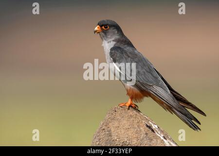 Amur Falcon, mâle, Pune. Le petit faucon est gris soyeux avec des cuisses rufous-orange et un évent. Banque D'Images