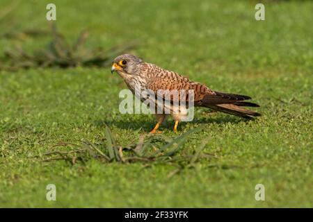 Petit Kestrel, Falco naumanni, Femme, Pune. Forme très similaire au Kestrel eurasien. Banque D'Images