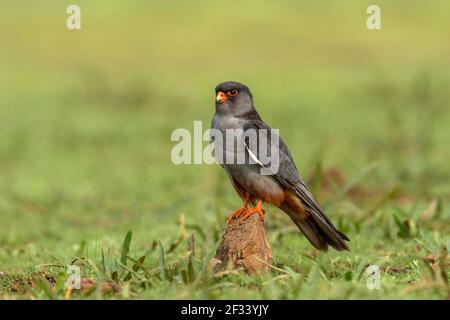 Amur Falcon, Falco amurensis, Homme, Pune. Le petit faucon est gris soyeux avec des cuisses rufous-orange et un évent. Banque D'Images