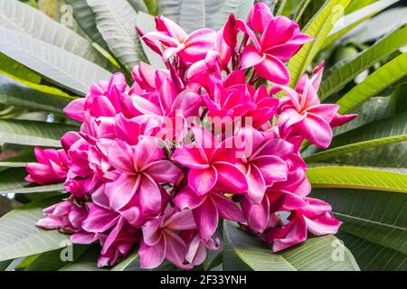 Belle fleur rose Plumeria (frangipani) avec fond verdoyant Banque D'Images