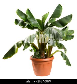 Musa acuminata plante naine de banane en pot avec frondes vertes ornementales ou les feuilles isolées sur blanc pour l'horticulture Banque D'Images