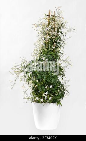 Jasminum polyanthrum Pyramid grimpant sur un cadre de trois cannes avec ses fleurs roses parfumées dans une vue latérale isolé sur blanc Banque D'Images