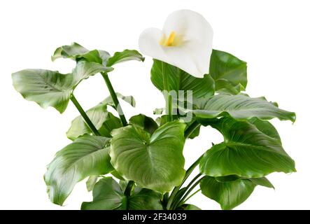 Calla Lily en pot ou Arum Lily isolée sur blanc dans vue latérale de près des feuilles vertes fraîches et une seule fleur avec une spae blanche typique et y Banque D'Images