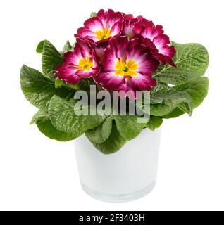 primula ou primrose tricolore magenta, blanc et jaune violet avec rosette de feuilles vertes fraîches dans un pot de fleurs isolé sur blanc à la fermeture Banque D'Images