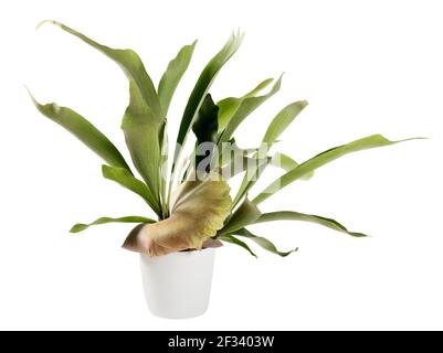 Frondes aplaties distinctives d'une plante en pot Platycerium bifurcatum ou Fougères ornementales de Staghorn dans une vue latérale isolée sur blanc avec espace de copie Banque D'Images