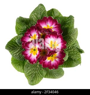 Vue de dessus d'une variété tricolore violet primrose blanc et jaune entouré d'une rosette de feuilles vertes isolées dessus blanc Banque D'Images