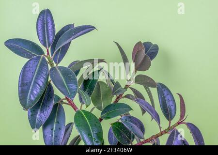 Gros plan d'un cultivar d'arbre en caoutchouc résilient de ficus Melanie plante sur un fond vert clair. Plantes d'intérieur modernes, concept de décoration créative. Séle Banque D'Images