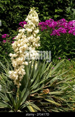 Yucca fleur jardin plante fleurs Yucca glorosa Espagnol dagger, Phlox Banque D'Images