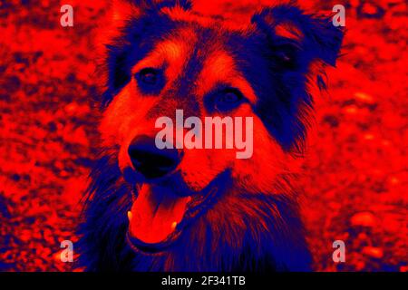 Portraits de chiens. Analyse de la température corporelle de l'animal à l'aide d'une caméra infrarouge Banque D'Images