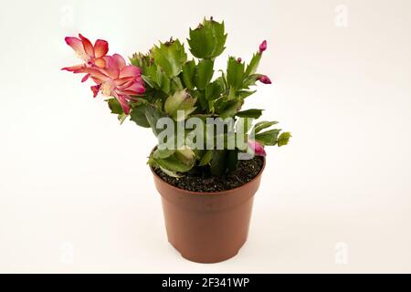 Schlumbergera truncata en pot de fleurs avec fond blanc, vue de dessus Banque D'Images