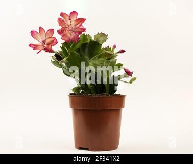 Schlumbergera truncata en pot de fleurs avec fond blanc Banque D'Images