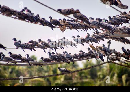 Un grand nombre de colombes bleues (colombe indo-sri lankaise, Columba livia intermedia) perchées sur des fils électriques et des fils sont en perte, Sri Lanka Banque D'Images