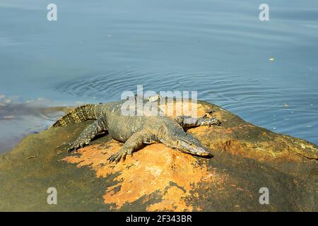 Surveiller le lézard (moniteur d'eau asiatique, kabaragoya, Varanus salvator salvator) bronzer sur un rocher sur la rive. Sous-espèce endémique au Sri Lanka Banque D'Images