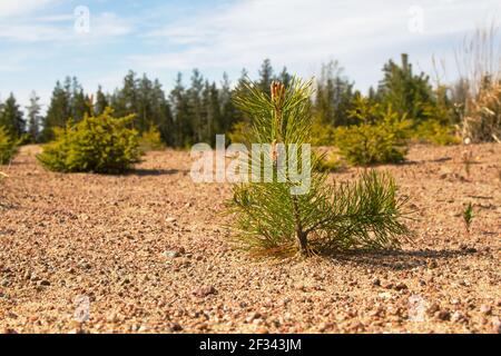 Boisement. Jeunes pins plantés (repousse) sur terrain avec sol sablonneux, semis de pin. Petits arbres en été sur le fond de la vieille forêt Banque D'Images