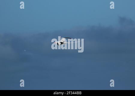 Un oiseau de mer à bec rouge vole dans le ciel au-dessus de Jamestown Sur l'île de Sainte-Hélène, dans l'océan Atlantique Banque D'Images