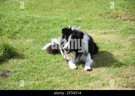 L'île de Lewis Weaver, Scott MacRury, Borve, l'île de Lewis, les îles occidentales, Écosse Banque D'Images