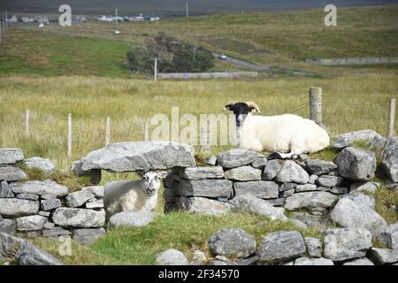 Moutons sur et sous la digue sèche de stane, Brue, île de Lewis, îles occidentales, Écosse Banque D'Images