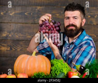 Récolte biologique de légumes. Fermier fier de la récolte des légumes et des raisins. Concept d'agriculture et de récolte. L'homme barbu tient le fond en bois de raisin Banque D'Images