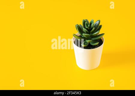 Vert artificiel succulent avec des feuilles dans un pot Banque D'Images