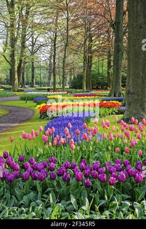 Jardins de Keukenhof dans les lits de SpringTulip et autres fleurs de printemps pays-Bas PL001498 Banque D'Images