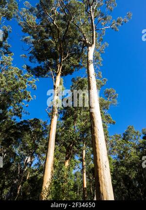 Karri (Eucalyptus diversicolor), Parc national du Mont Frankland, Walpole, Australie occidentale Banque D'Images