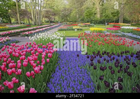 Jardins de Keukenhof dans les lits de SpringTulip et autres fleurs de printemps pays-Bas PL001520 Banque D'Images