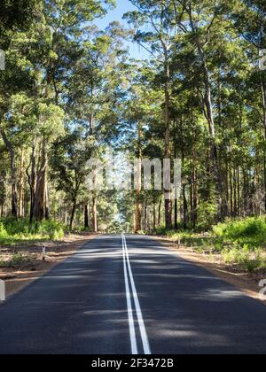 South Western Highway traversant la forêt de Karri (Eucalyptus diversicolor), le parc national de Mount Frankland, Walpole, Australie occidentale Banque D'Images