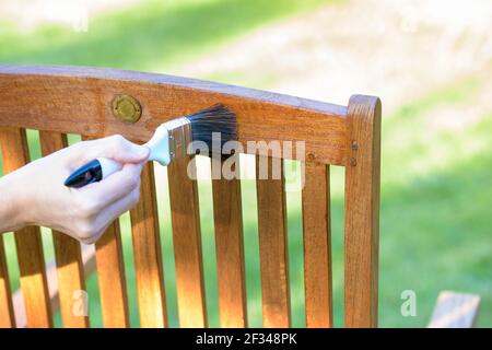 main femelle tenant un pinceau appliquant de la peinture vernis sur un chaise de jardin en bois - peinture et entretien du bois avec huile Banque D'Images