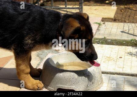 Instantané de l'eau potable du chiot Berger allemand de son bol, pris avec sa langue dehors Banque D'Images