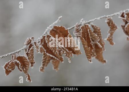 Les feuilles congelées hivernales se rapprochent de la neige isolée. Banque D'Images