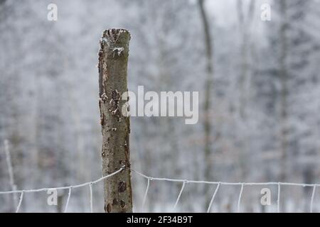 Détail d'une clôture en fer gelé sur poteau en bois pendant l'hiver en République tchèque. Banque D'Images