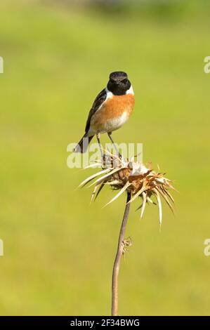 Mâle de stonechat commun dans le plumage de rutting avec la dernière lumière du jour dans son territoire de reproduction à sa perchaude préférée Banque D'Images